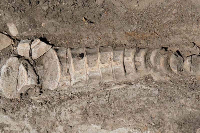 Удивительное открытие: тракторист из Самарской области нашел кости древнего ихтиозавра!