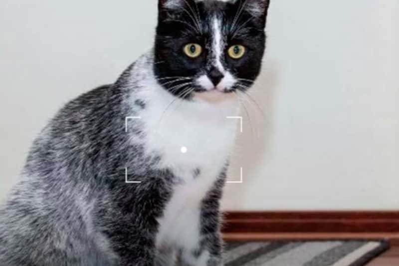 Генетическая загадка: ученые раскрыли секрет лакричных кошек в Финляндии