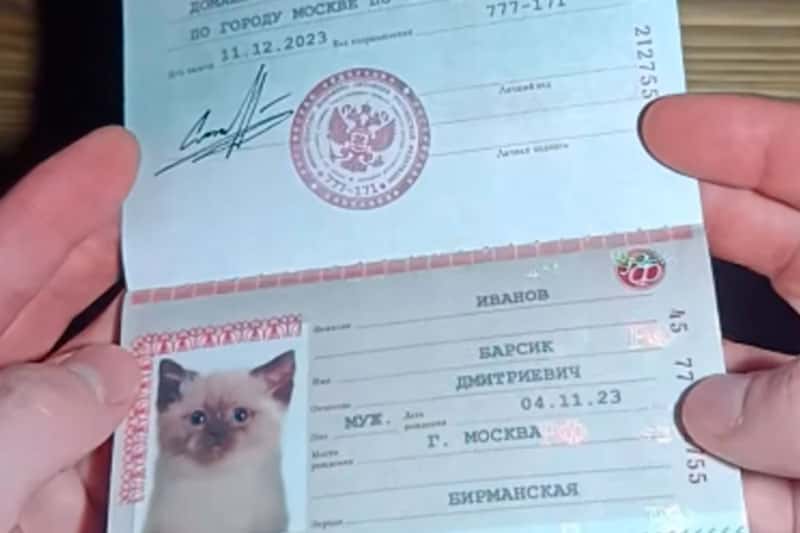 Москвич открыл паспортный стол для кошек и собак на «Авито»