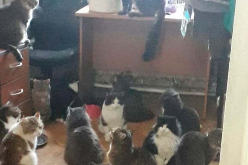 «Все пушистики погибли в огне»: в Уфе за две недели сгорел второй приют