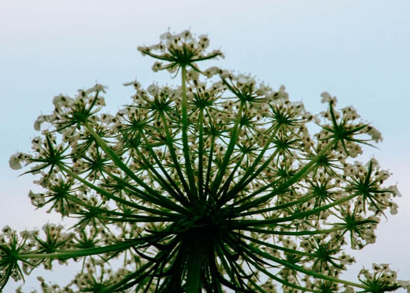 Юрист рассказал, как избавиться от зарослей борщевика