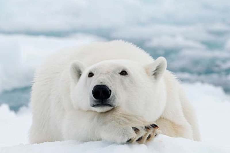 «Заглядывает в окна домов»: медведь поселился в селе Якутии и не хочет уходить. Видео