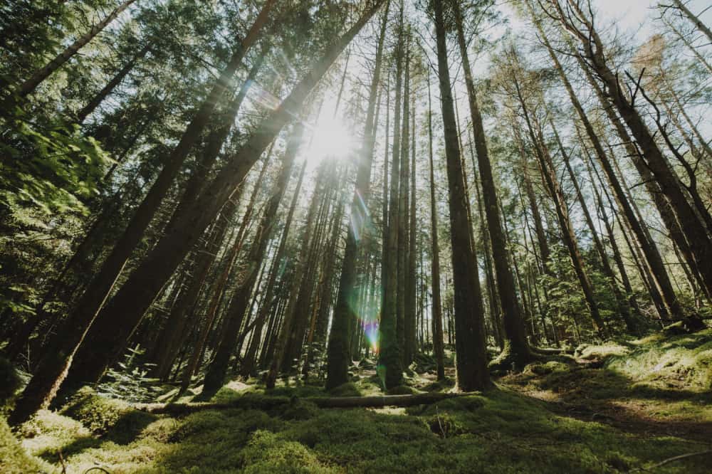 В лесу Нижегородской области нашли мёртвым пропавшего экс-председателя суда
