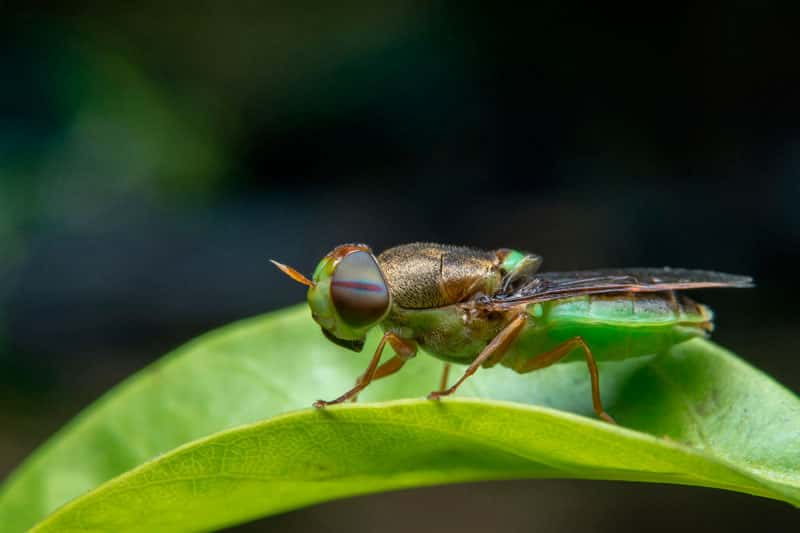 Экзотическая пища: стоит ли пробовать личинок и жареных кузнечиков
