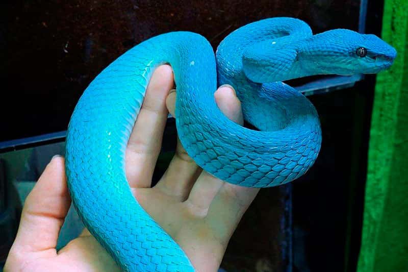 В Москве 17-летнего парня укусила родительская змея: он пытался избавиться от яда, но всё делал неправильно