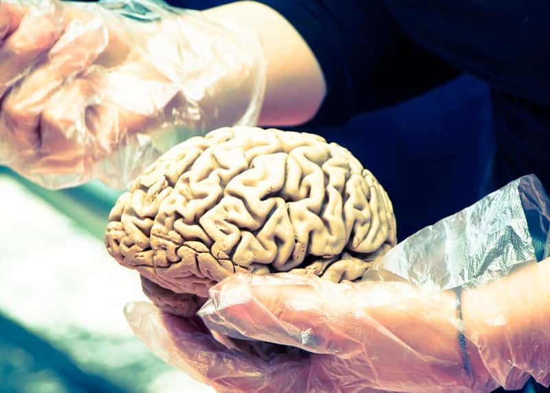 Ученые обнаружили у людей в мозгу крошечные частицы пластика