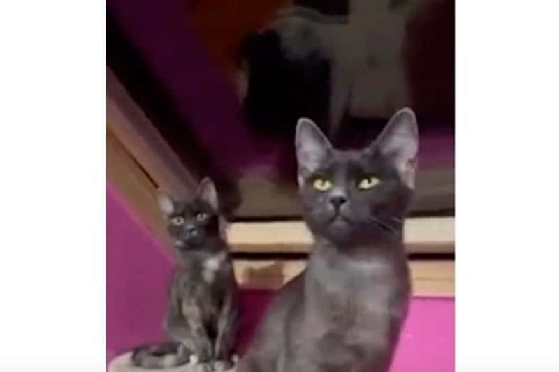 Обнаруженные в Румынии кошки новой породы похожи на волков