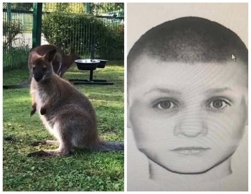 Карлик задержан по делу о хищении кенгуру из российских зоопарков — одно животное погибло