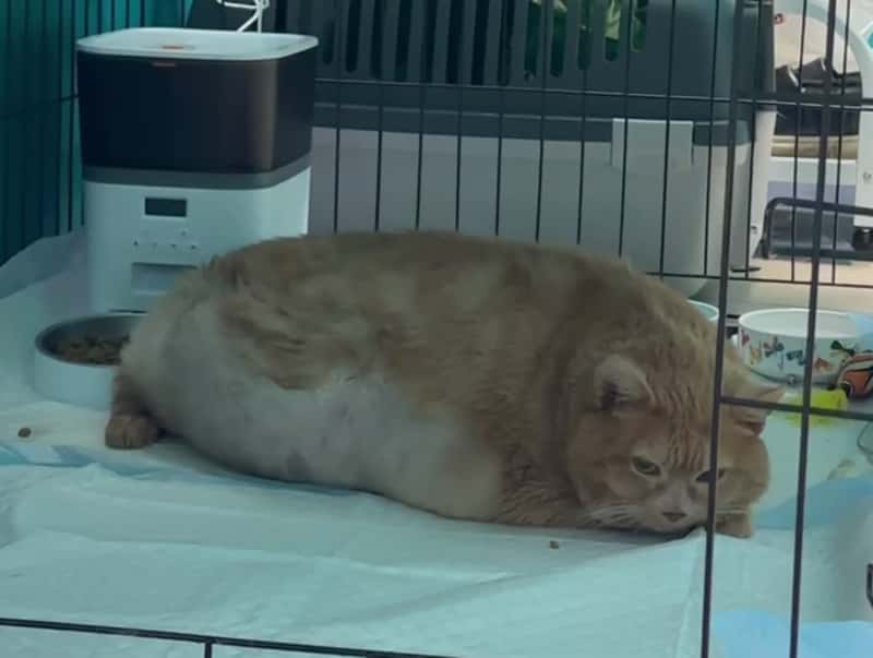 "Возникло резкое кровотечение": в Перми умер толстый кот Крошик, за которым следила вся страна