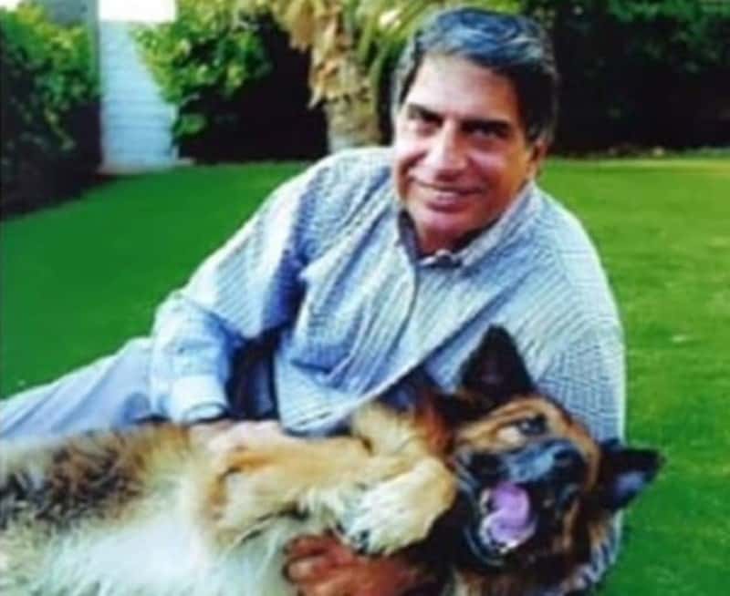 Пес-миллионер: богач из Индии оставил состояние больше чем в 100 млн долларов своей любимой собаке