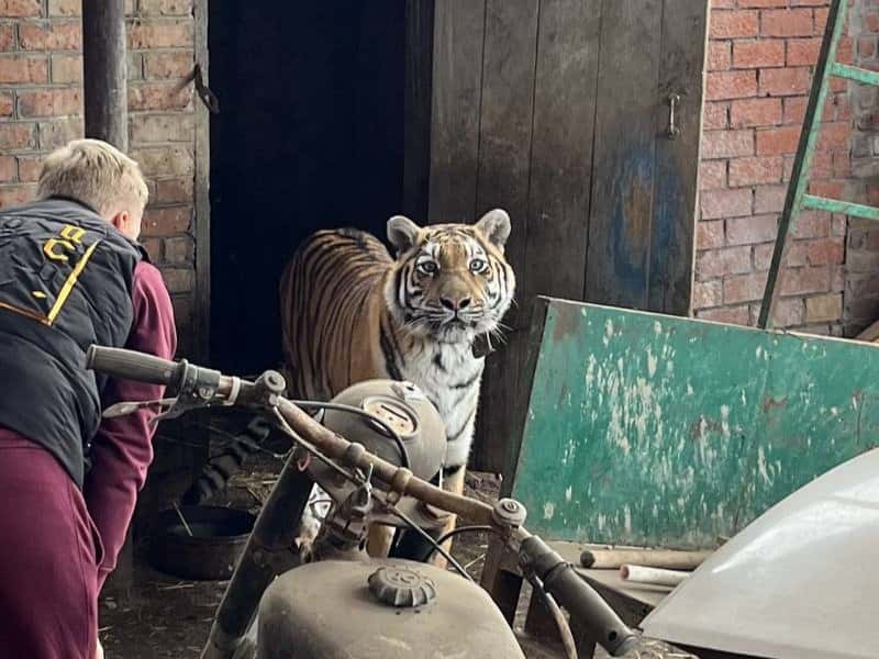 Домашний тигр: житель Кубани прятал в сарае дикое животное и издевался над ним