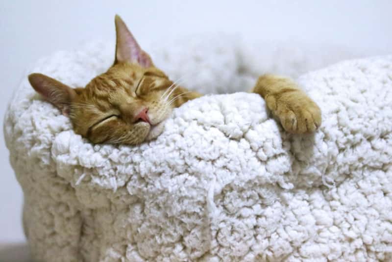 В Перми исчез единственный официально трудоустроенный кот России