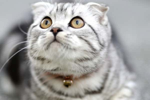 В ГД одобрили ужесточение штрафов за несоблюдение требований содержания животных