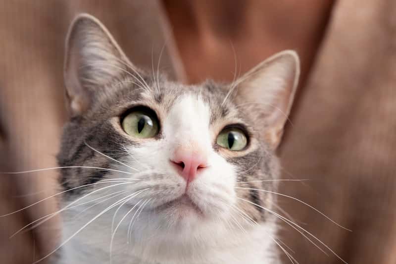 Уголовное дело о гибели кота Твикса прекратили