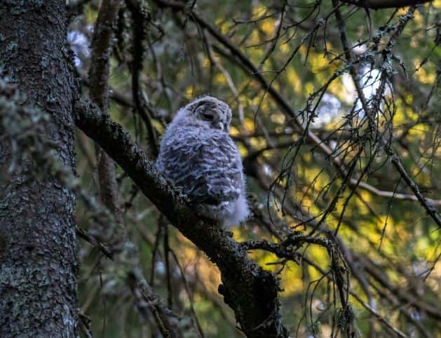 Сотни спасенных после разлива мазута в Черном море птиц пропали