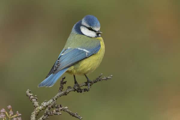 Замминистра объяснил, почему обматерил волонтеров, спасающих птиц в Анапе