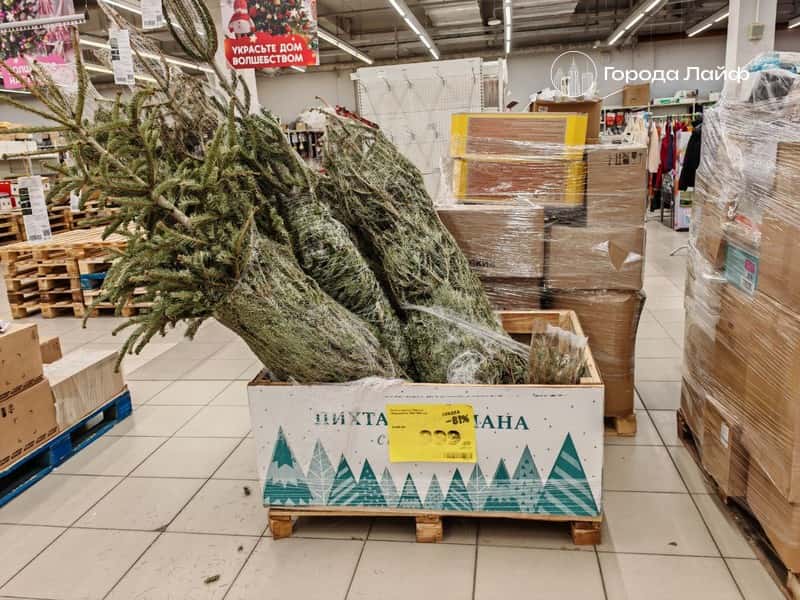 Насекомые атаковали жильё москвичей из-за купленной на Новый год пихты Нордмана