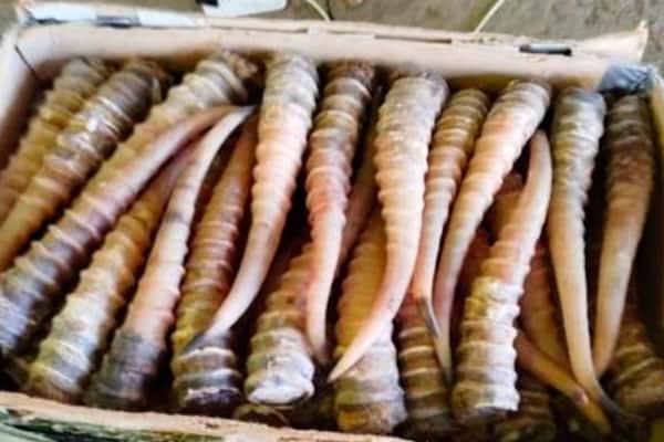 «Не знал о рогах?» - В Хабаровске таможня задержала контрабандиста с рогами сайгака