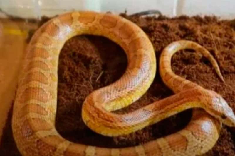 «Сюрприз в ванной: я просто бросила зубную щётку!» — Жительница Балашихи нашла маисового полоза в своей квартире