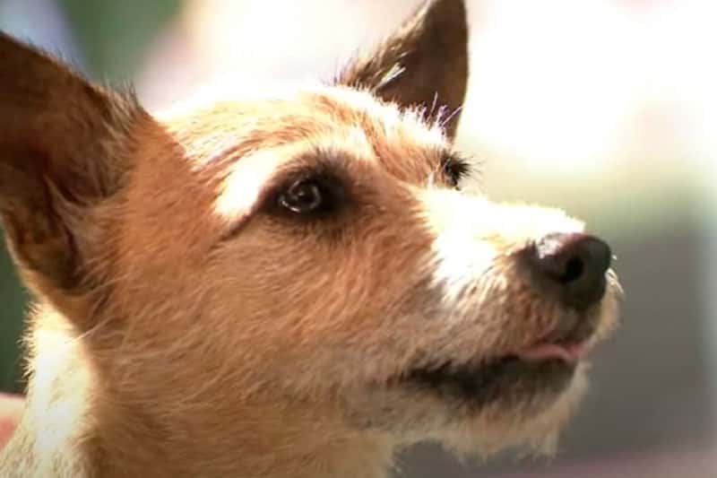 Преданность без границ: белая собака Ася ждала своего хозяина у столба, «Он не оставит меня!»