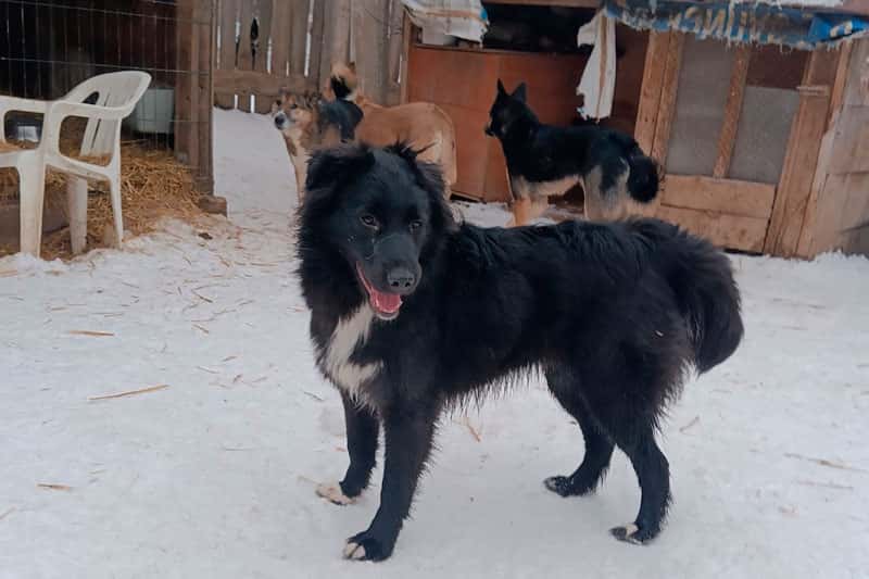 Президент России поручил кабмину выделить земли для строительства приютов для животных