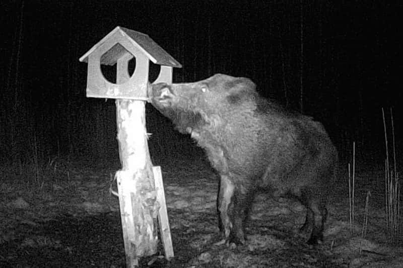 Лесной Пумба устроил ночные пиршества и испортил кормушки для птиц!