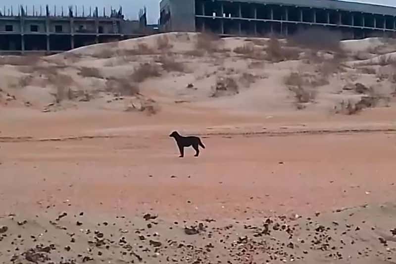 В Анапе новая проблема побережья — бродячие собаки