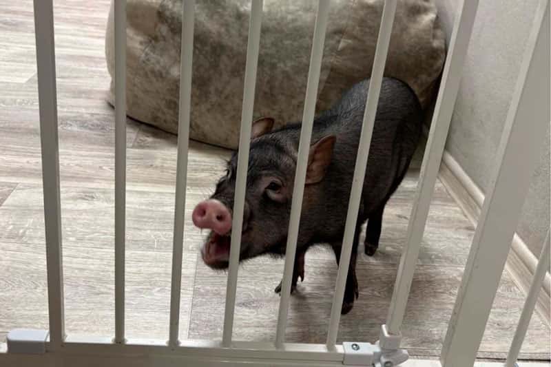 Многочисленные нарушения выявили в антикафе с минипигами в Москве