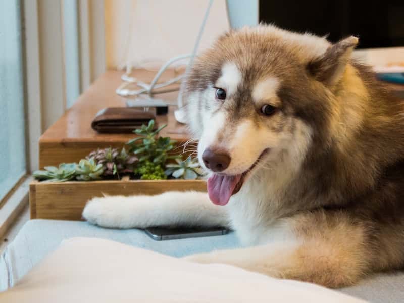 В Сочи хаски растерзали лицо 9-летнего ребенка, возвращавшегося из школы