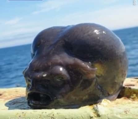 "Пришелец из глубин": улов российского рыбака стал хитом в западных газетах