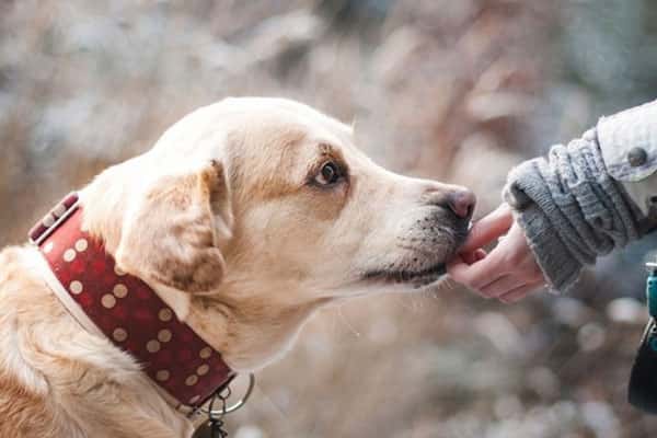 В Госдуму внесли законопроект о защите россиян от бродячих собак