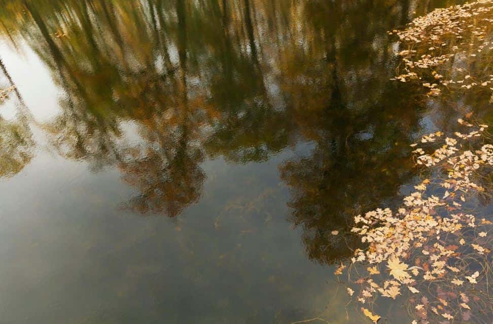 Тела двух детей нашли в пруду в Новой Москве