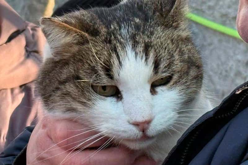 Сбросившего кошку Мусю со скалы в Крыму туриста поместили в медучреждение