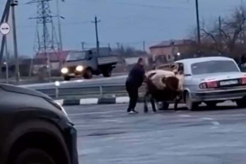 «Каждому своё место»: во Владикавказе водитель усадил коров на заднее сиденье своей «Волги»