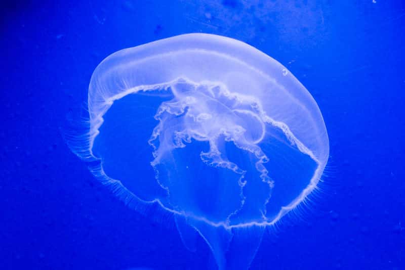 «Нас заверили, что безопасно»: россияне пострадали от «безобидных» медуз в Египте