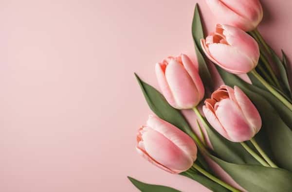 "Смертельно опасны для кошек": эксперт перечислил, какие растения лучше не держать в доме с питомцами