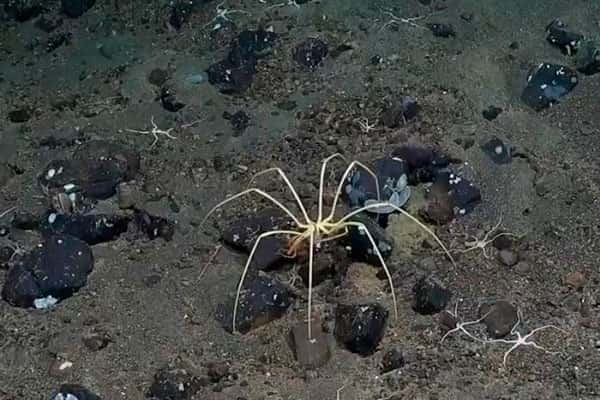 В Антарктике нашли процветающую экосистему с гигантскими морскими пауками 