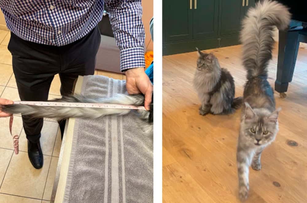 Мейн-кун из США попал в Книгу рекордов Гиннесса за самый длинный хвост  