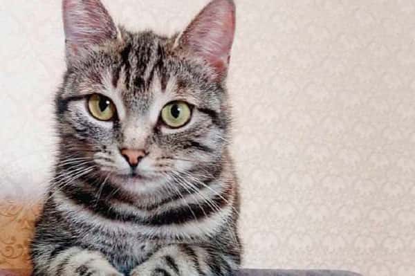 Трагедия в Королёве: "Принесла кошку на стерилизацию, а вернули её мёртвой"