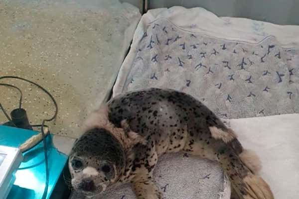 В реабилитационном центре рассказали о спасении щенка тюленя на мысе Тобизина
