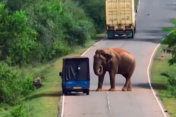 «Слон-вымогатель» напал на туристок: как встреча с дикой природой закончилась повреждением машины