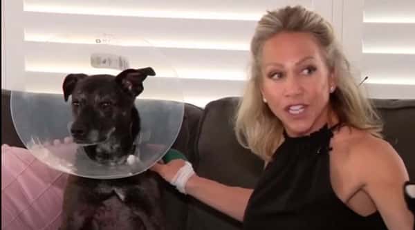 Жительница Флорида разжала челюсть аллигатору, спасая своего лабрадора