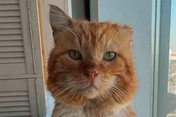 Петербургский фонд «Усатый-Полосатый» сообщил о смерти кота Хатико