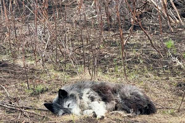 Трогательная история о верности: собака в Башкортостане ждет погибшего хозяина на месте пожара