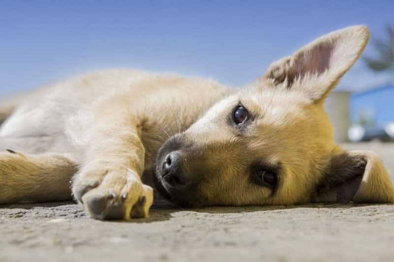 Россиян предупредили об опасности от бродячих собак