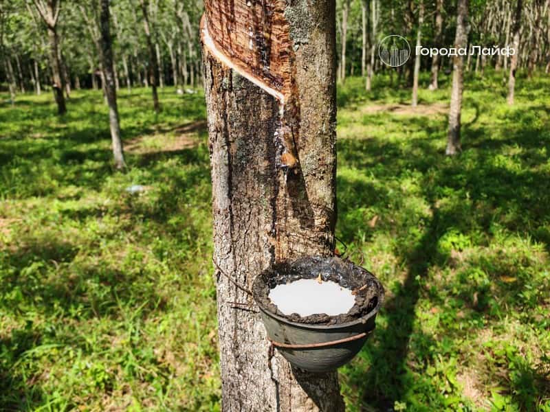 Юрист рассказал, как не попасть на штраф при сборе березового сока