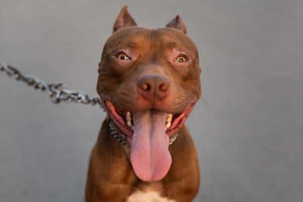 Стаффордширский терьер набросился на двухлетнюю девочку в лифте: прокуратура требует 500 тысяч рублей компенсации за нанесённый моральный вред