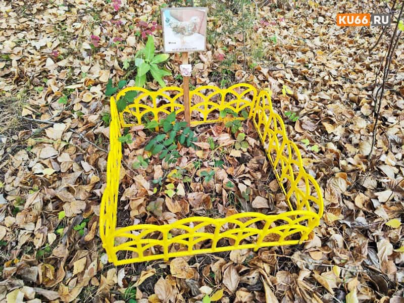 В Подмосковье ввели новые правила: как правильно проводить захоронение домашних питомцев