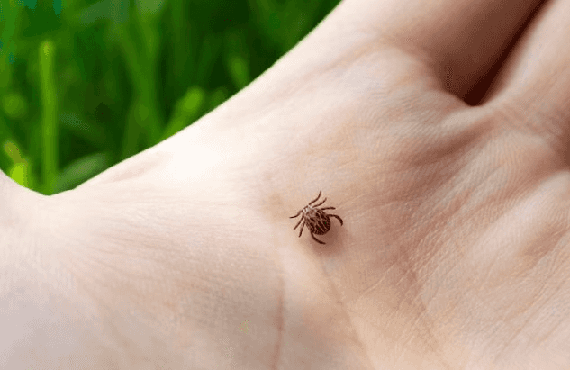 Клещи активизируются в мае: как защититься от опасных паразитов