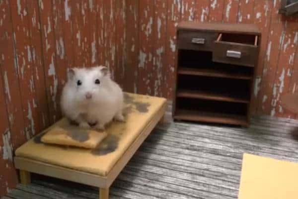 «Пытался засунуть в рот»: россиянин издевался над хомяком и попал на видео